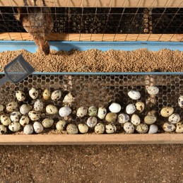 2pcs reptile sand shovels metal scooper