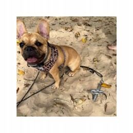 Dog tether screw camping 31cm peggypeg