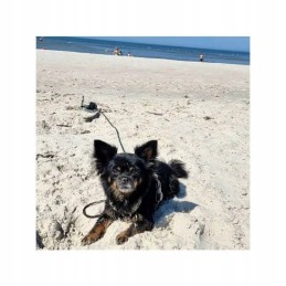 Dog tether screw camping 31cm peggypeg