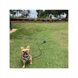 Dog tether screw camping 31cm peggypeg