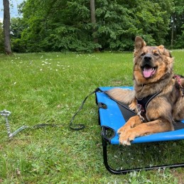 Ground anchor shock absorber for peggy peg dogs