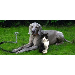 Ground anchor shock absorber for peggy peg dogs