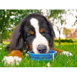 Silicone travel foldable dog bowl 0-8l