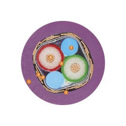 1 Reel of 25 M - Igus chainflex CFBUS.PVC Data Cable, 8 Cores, 0.15 mm², Screened, 25m, Purple PVC Sheath, 26 AWG