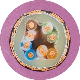 1 Reel of 100 M - Igus 4 Core Multicore Mains Power Cable, 0.5 mm², 100m, Red lilac Thermoplastic Elastomers TPE Sheath, CAN-Bus