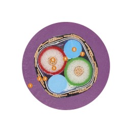 1 Reel of 25 M - Igus chainflex CFBUS.PUR Data Cable, 2 Cores, 0.5 mm², Screened, 25m, Purple PUR Sheath, 20 AWG