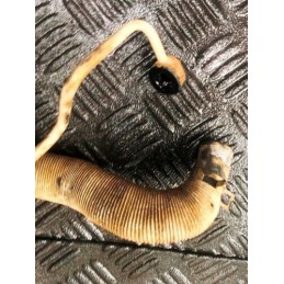 2007 NISSAN PATHFINDER 2.5 DCI R51 TURBO CHARGER PIPE FROM 14411EC00C